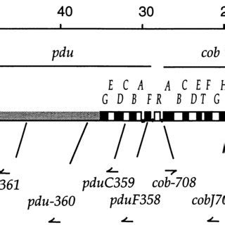 Model of the interwound supercoiled bacterial chromosome. (A) Possible ... 