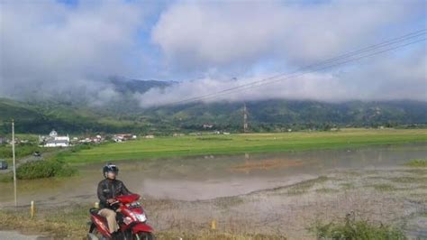 Ratusan Hekatare Sawah Di Kerinci Dan Sungaipenuh Terendam Petani