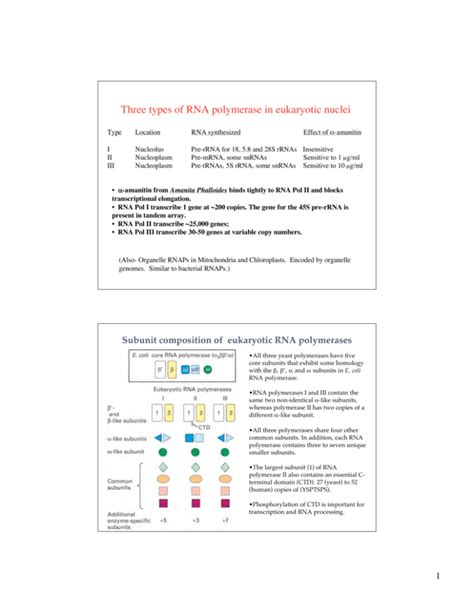 Three types of RNA polymerase in eukaryotic nuclei