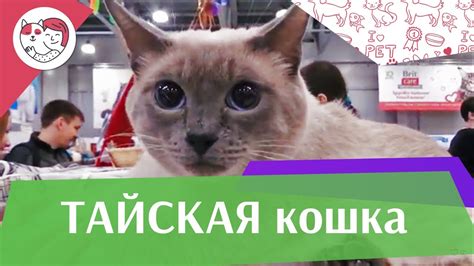 Тайская кошка. Особенности. Уход - YouTube