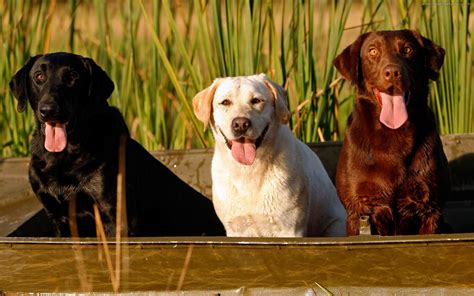 hd wallpaper  playful labrador retrievers  wallpaper abyss