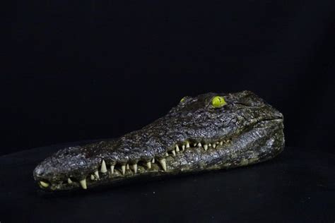 Nile Crocodile witk skin on Skull - Crocodylus niloticus - Catawiki