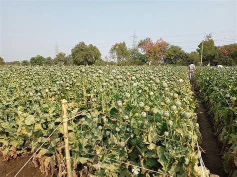 Here’s a look into the curious case of opium poppy cultivation in India ...