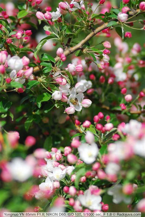 Review of Yongnuo YN 85mm F / 1.8 for Nikon | Happy