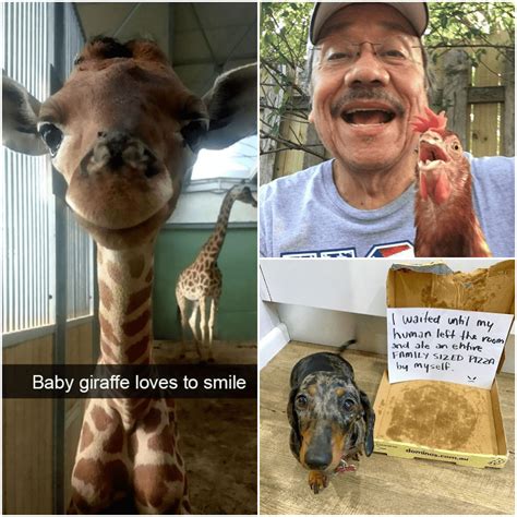 unpredictable animal antics  sparked  laughter