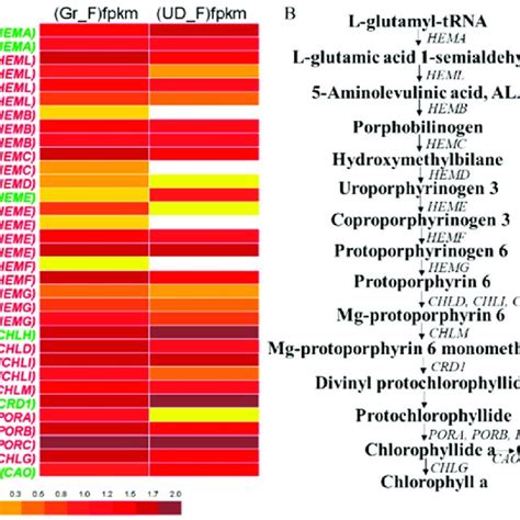Differentially Expressed Genes In Chlorophyll Metabolism A The Degs