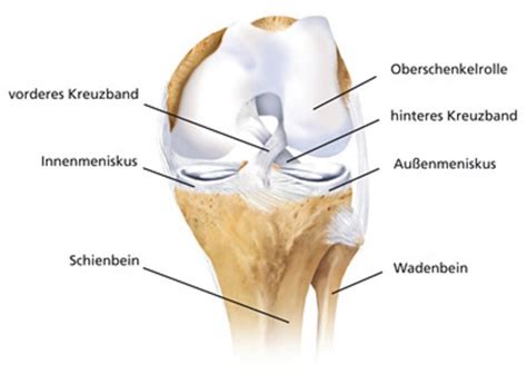 Knie Erkrankung Des Kniegelenks Arcus Kliniken