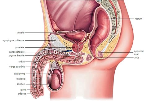 V Sicule S Minale Larousse