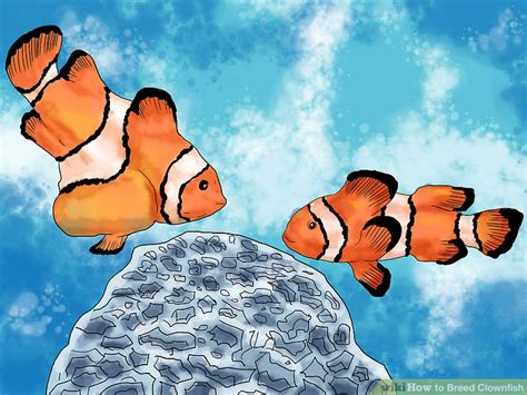 How To Breed Clownfish 15 Steps With Pictures Wikihow