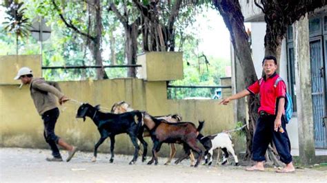 Jelang Idul Adha Harga Kambing Naik Rp Ribu