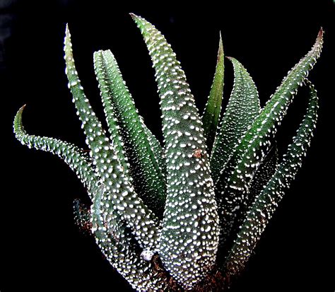 Haworthia Radula Zebra Plant Planting Succulents Cactus Plants