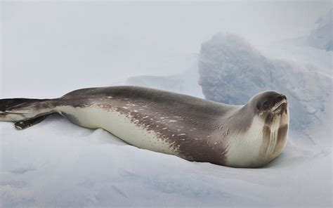 Phoques Antarctique Terra Antarctica Voyages Croisi Res Australes