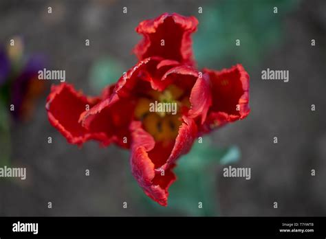 Colorful Fancy Tulip Flower Close Up Stock Photo Alamy