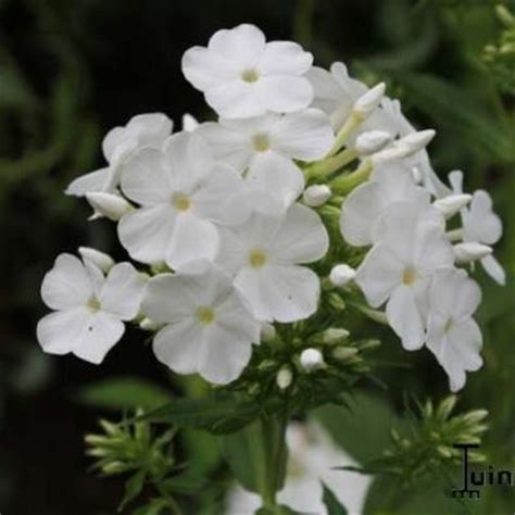 Foto S Van Floks Vlambloem Phlox Paniculata Fujiyama