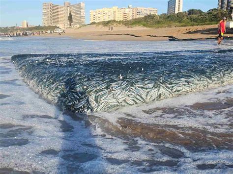 Anticipation builds for 2025 Sardine Run