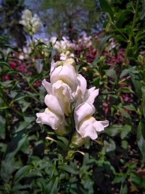 Image Of White Dragon Flower Stock Photo Image Of Lilac Dragon