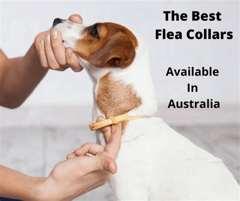 7 Best Flea Collar Options Australia(2021 Buyers Guide ...