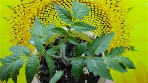 Томатный Гном Банановые пальцы (Dwarf Banana toes) №870. Настоящий ГНОМ ...