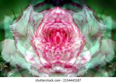 Sex Pussy Vulva Clitoris Vagina Orgasm Stock Photo Shutterstock