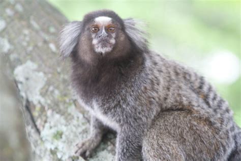 Macaco-da-Noite: Características, Nome Cientifico, Habitat e Fotos ...