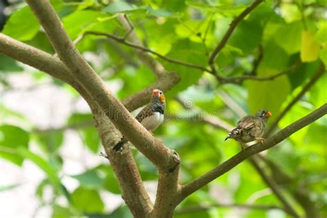 Two Small Tropical Bird On A Branch Stock Photo Image Of Feeding