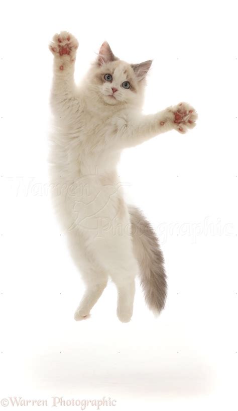 Ragdoll X Persian Kitten 14 Weeks Old Leaping And Grasping Photo Wp49847