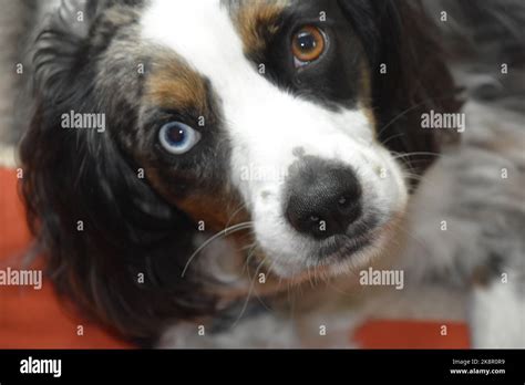 Puppy Eyes Merle Stock Photo Alamy
