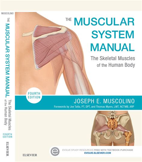 Best Way To Study Muscles Anatomy Preventing Muscle Atrophy