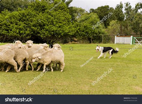 Dog Guarding The Sheep In A Farm Stock Photo 27956336 Shutterstock