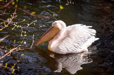 Premium Photo Pelican On Lake Water In Zoo Park Close Up Large