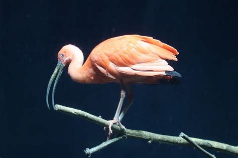 eudocimus ruber