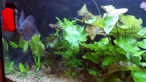 мой аквариум 300 л/фарш для дискусов/нерест дискусов - YouTube