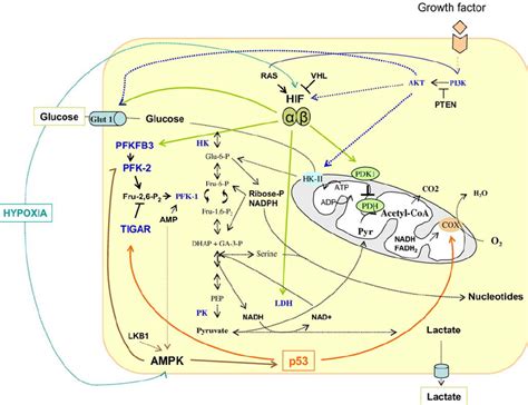 Molecular Mechanisms Of The Warburg Effect The Warburg Effect