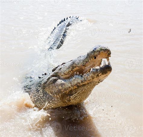 jumping crocodiles Aidelaide river Australia 803795 Stock Photo at Vecteezy