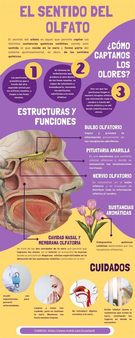 Curiosidades Sobre O Olfato - Infografía El Sentido del Olfato - WikiLev
