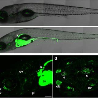 Temporal Induction Of Gfp Expression By Tcdd Dpf Tg Cyp A Gfp