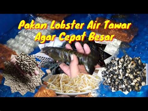 Pakan Lobster Air Tawar Agar Cepat Besar Budidaya Lobster Air Tawar