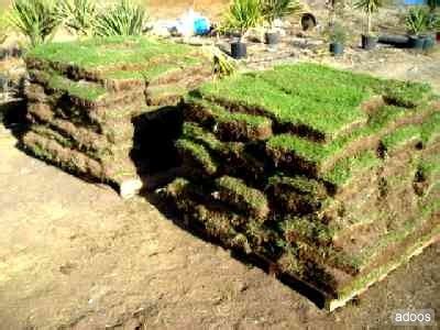 Flores y Jardin Plantas Césped Cómo plantar tepes