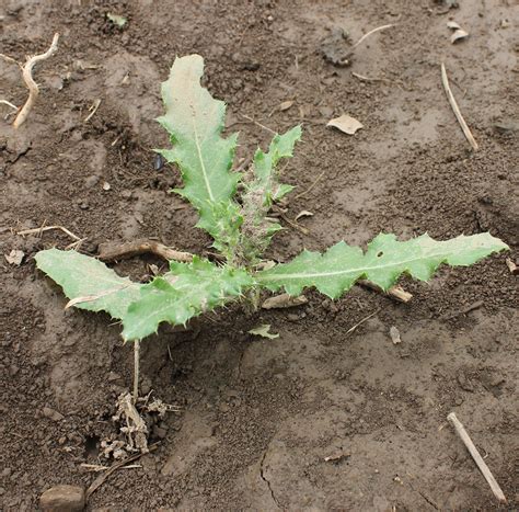 Canada Thistle Weed Identification Guide For Ontario Crops Ontarioca