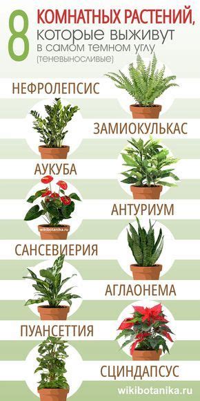 🌱 Самые теневыносливые и неприхотливые растения для северных окон. # ...