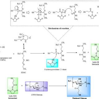 schematic representations   formation  thiolated chitosan