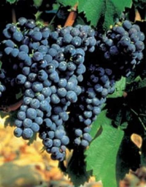 Timeless Wines - Order Wine Online from the United States - California ...