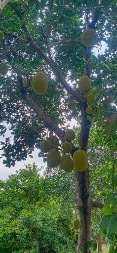 A Grade Tamil Nadu Jackfruit Gunny Bag Packaging Size Kg At Rs