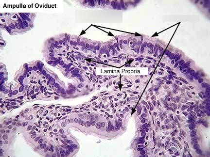 Diagram Of Histology Oviduct Epithelium Quizlet