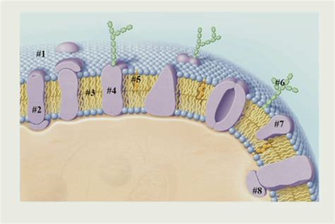 Honors Biology Chapter 4.1 Plasma Membrane Structure and Function ...