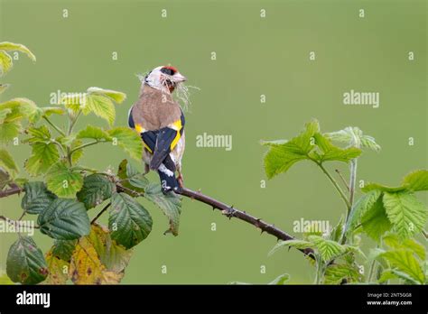 European goldfinch (Carduelis carduelis), Norfolk, UK Stock Photo - Alamy