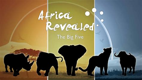 Africa Revealed What Are The Big Five Cgtn