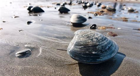 Man Unknowingly Kept 34kg Pearl Under His Bed For A Decade Unaware Of