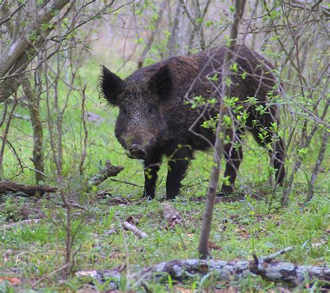 Texas Golf Courses See 1 3M In Damage From Feral Hogs Each Year