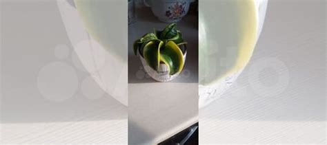 Сансевиерия твистер цунами купить в Красноярске | Товары для дома и ...